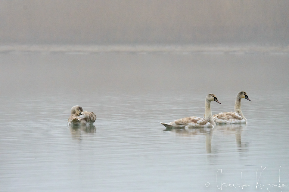 Cygne tuberculé-juvénile (Cygnus olor)