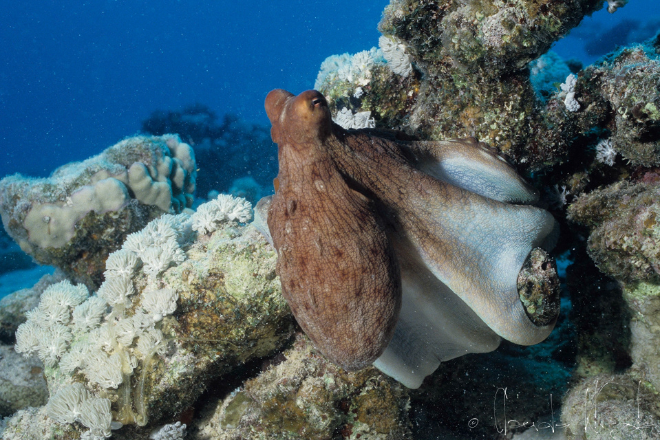 Poulpe commun de recif (Octopus cyaneus)