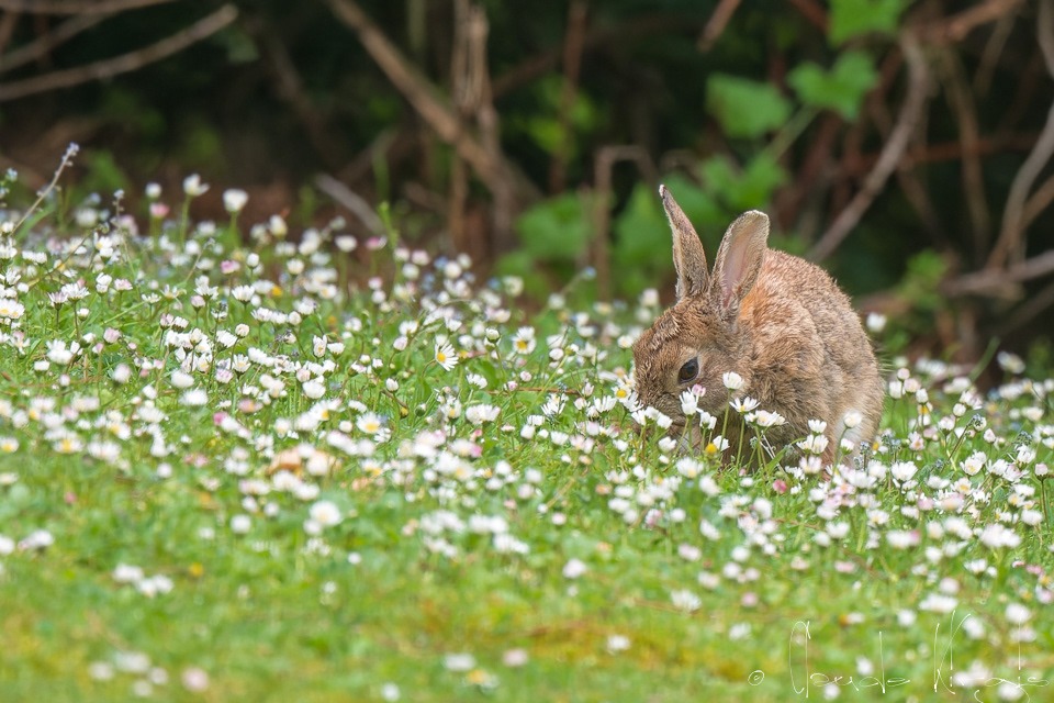 Lapin de garenne (Oryctolagus cuniculus)