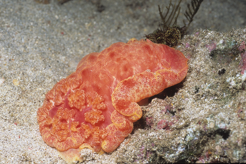 Danseuse Espagnole (Hexabranchus sanguineus)