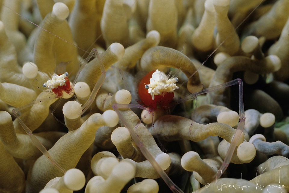 Crevette des coraux champignons (Periclimenes kororensis)