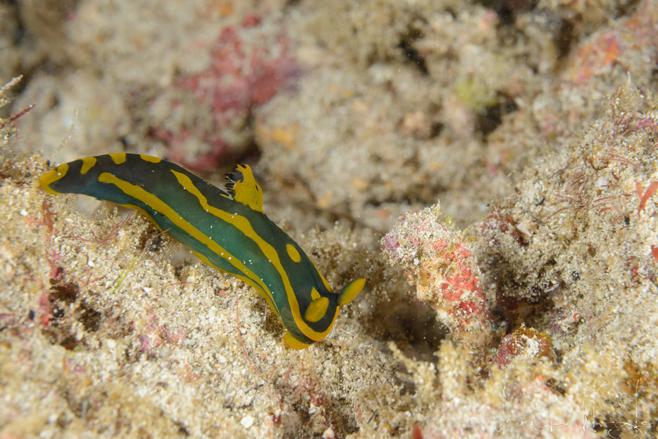 Tambja Gabriela (Tambja gabrielae)