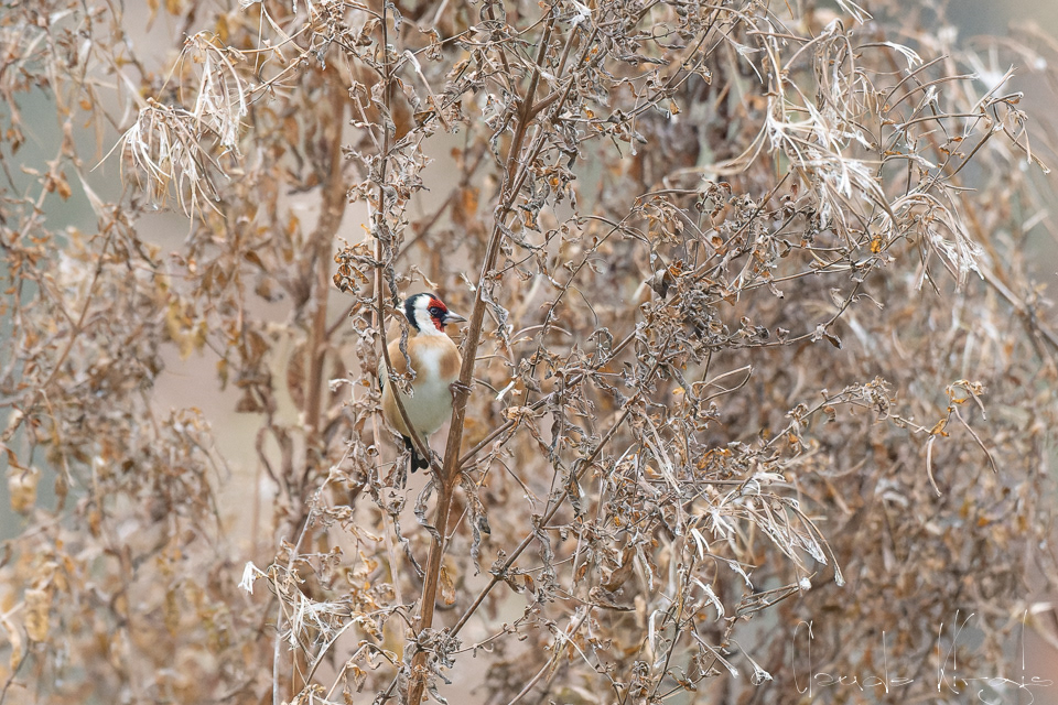 Chardonneret élégant (Carduelis carduelis)