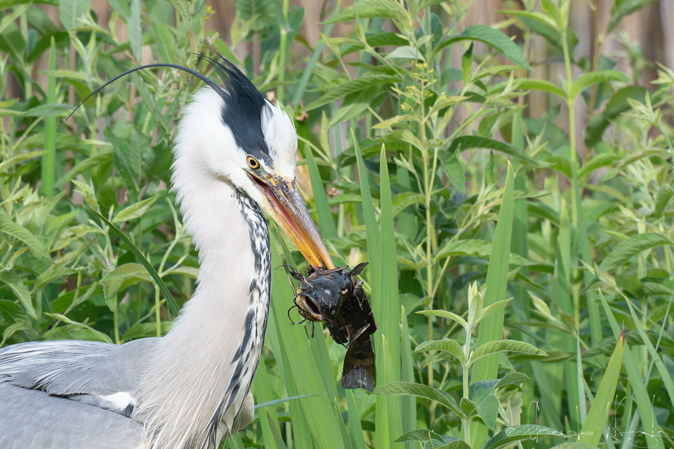 Héron cendré et poisson chat (Ardea cinerea &Ameiurus melas)