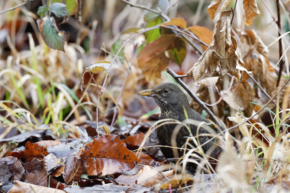 Merle noir-Femelle (Turdus merula)