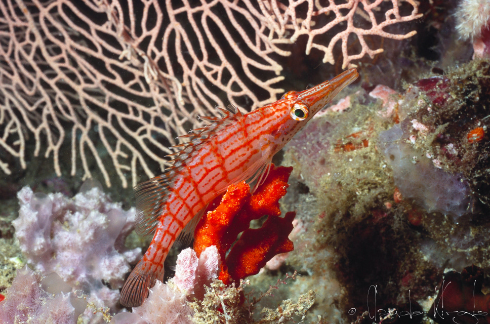 Poisson-Faucon à long nez (Oxycirrhites typus)
