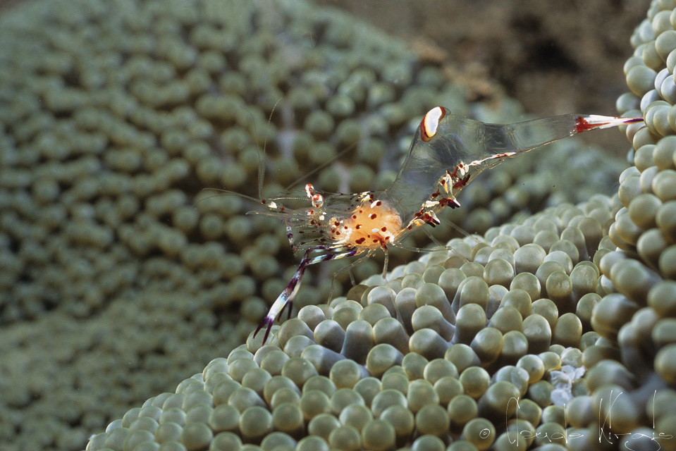 Crevette d'Holthuis (Ancylomenes holthuisi)