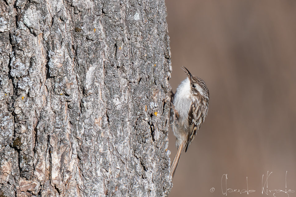 Grimpereau des jardins (Certhia brachydactyla)