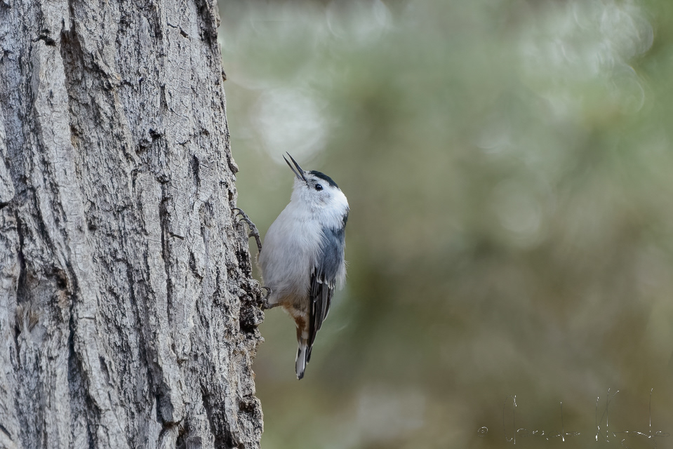 Sittelle à poitrine blanche (Sitta carolinensis)