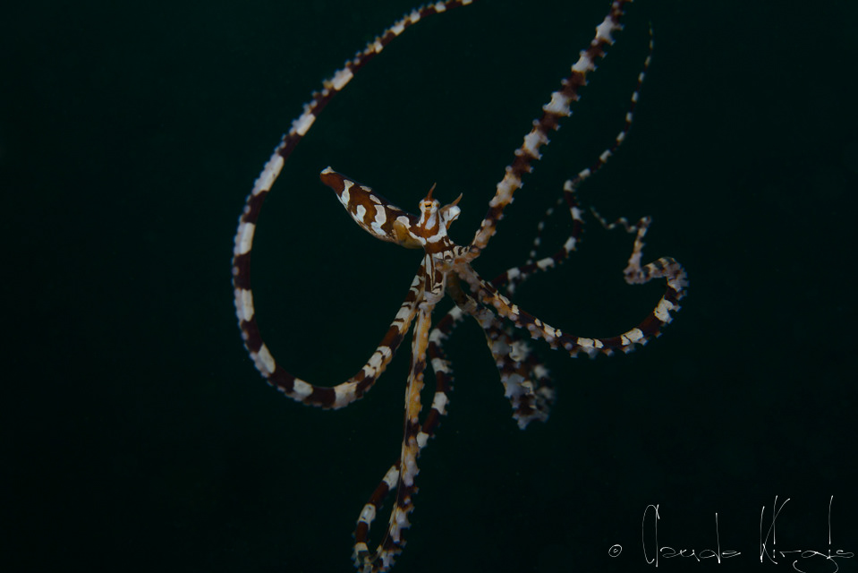 Poulpe Wunderpus (Wunderpus photogenicus)