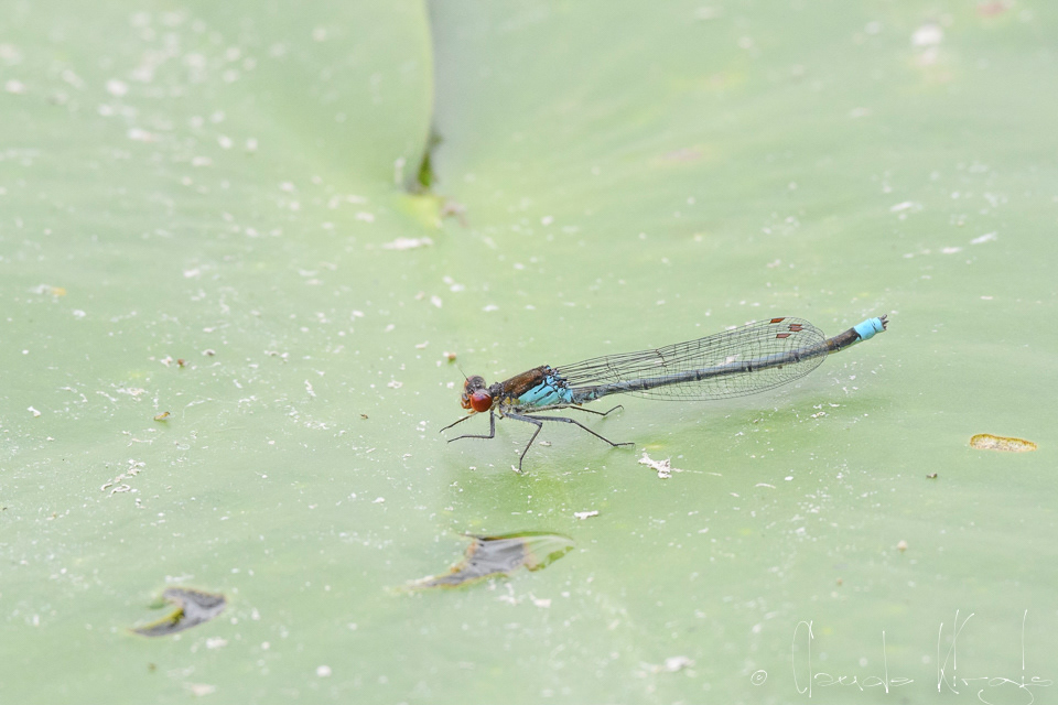 La Naïade aux yeux rouges (Erythromma najas)