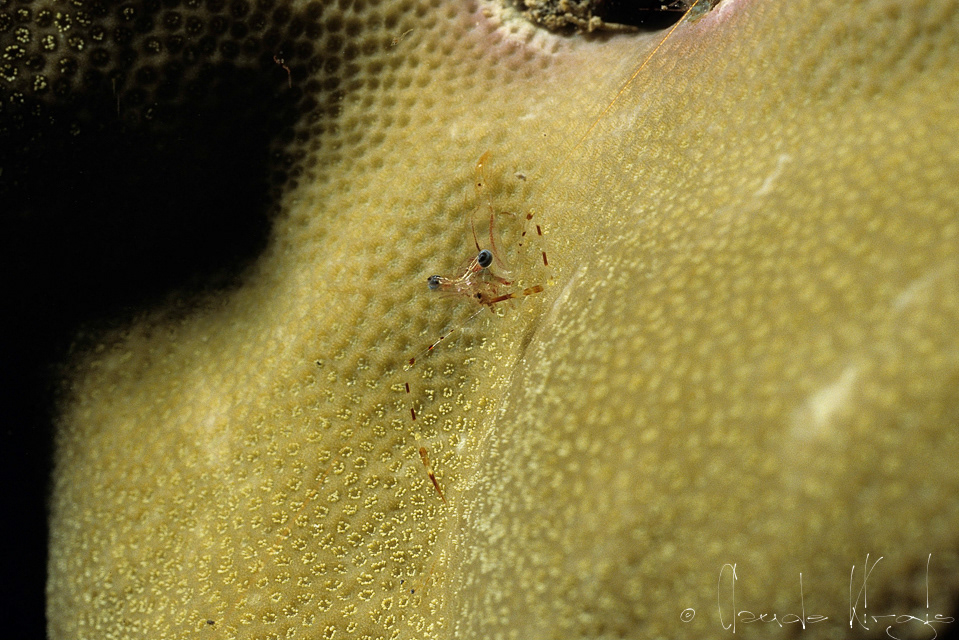 Crevette aux pattes fines (Periclimenes cf. tenuipes)