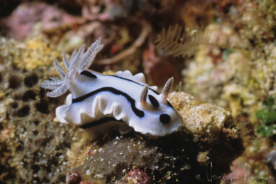 Doris de Willan (Chromodiris willani) 