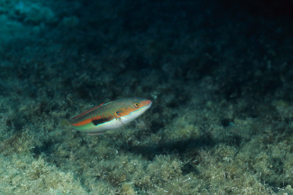 Girelle-phase terminale-mâle (Coris julis)