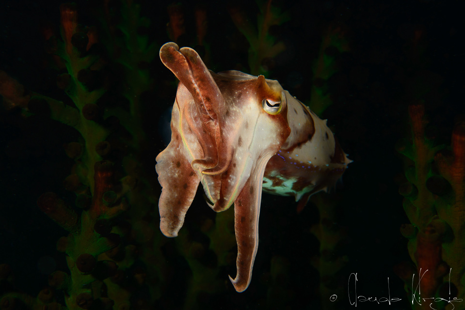 Seiche à tentacules larges (Sepia latimanus)