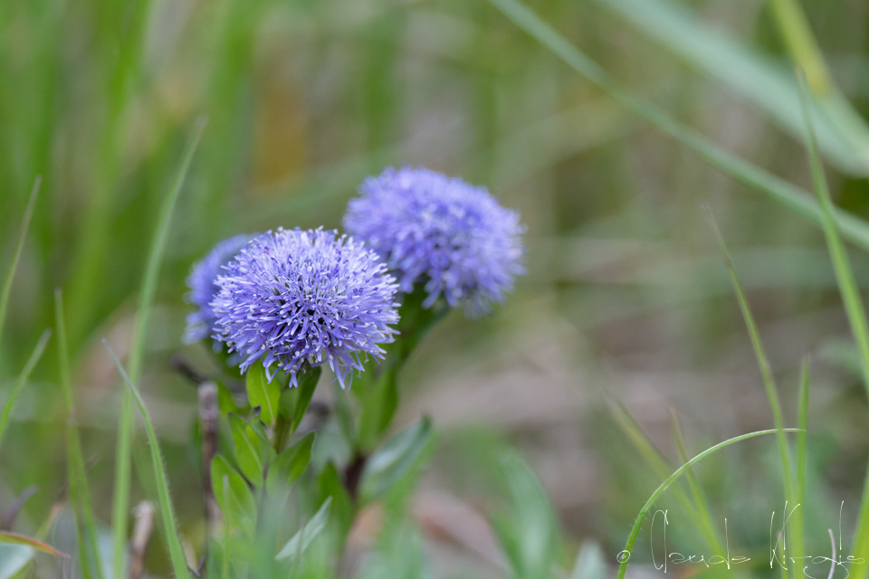 Globulaire commune (Globularia bisnagarica)