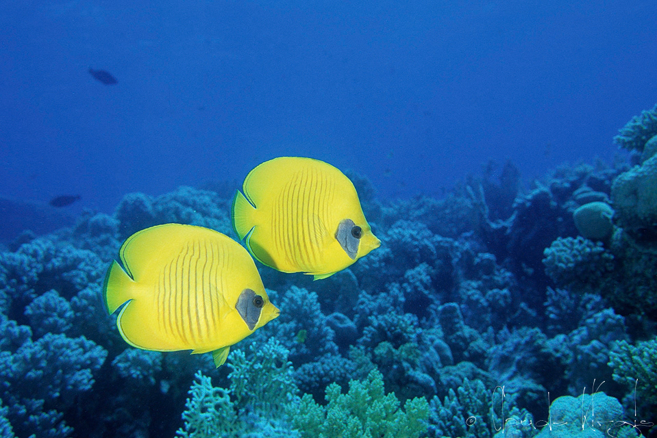 Poisson-Papillon jaune (Chaetodon semilarvatus)