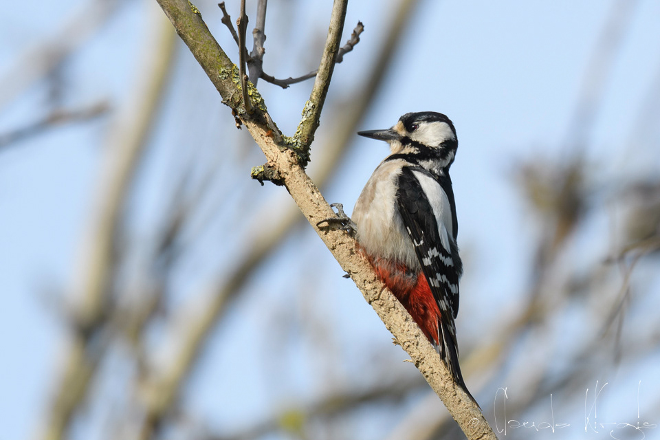 Pic  Epeiche-femelle (Dendrocopos major)