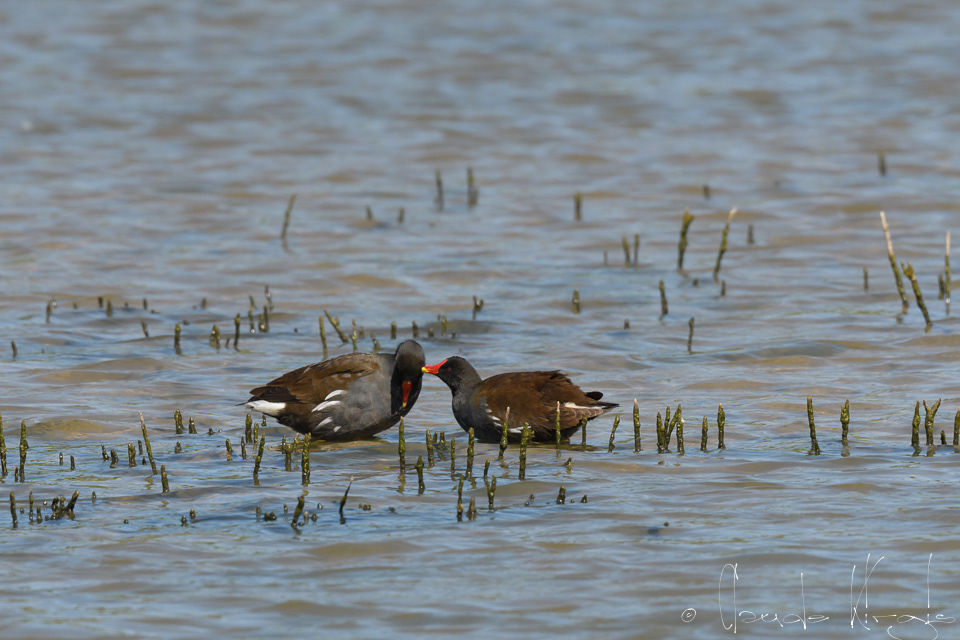 Gallinule Poule -d'eau (Gallinula chloropus)