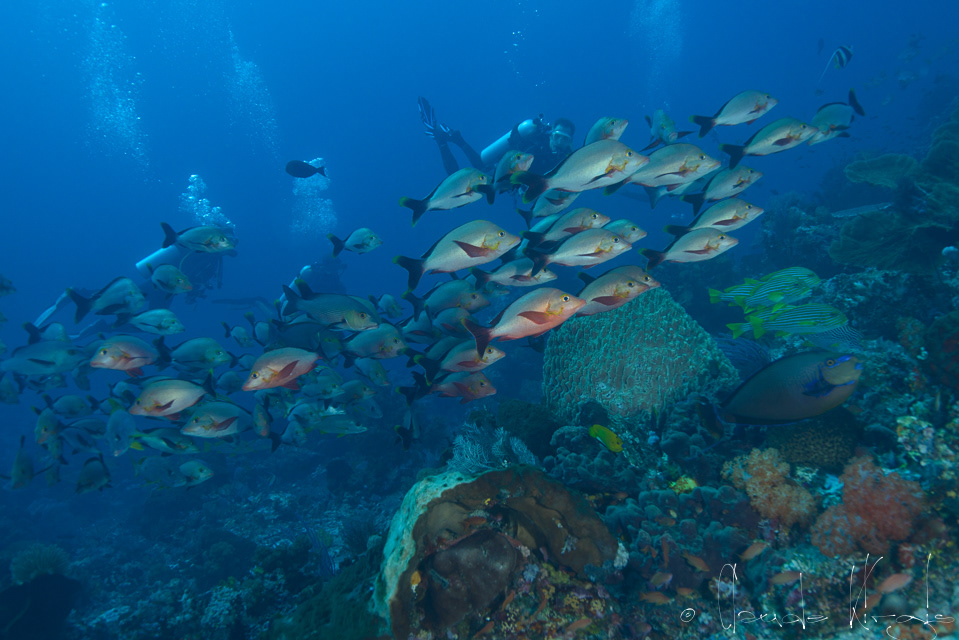 Lutjian à bosse (Lutjanus gibbus)