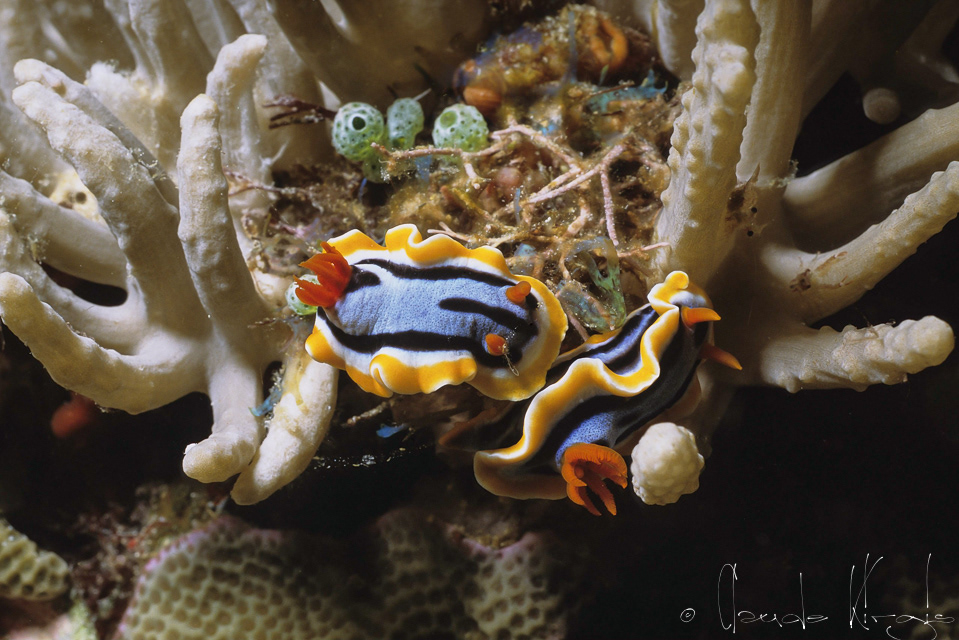 Doris d'Anne (Chromodoris annae)