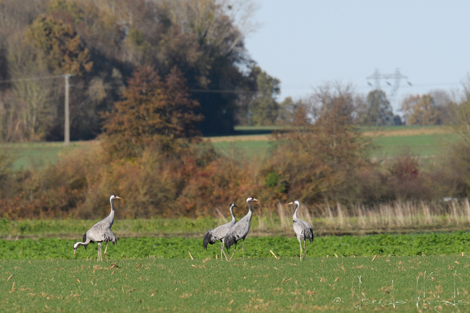 Grue cendrée (Grus grus)