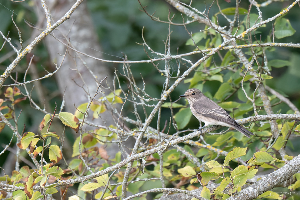 Gobemouche gris (Musicapa striata)