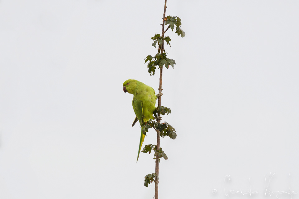 Perruche à collier (Psittacula krameri)