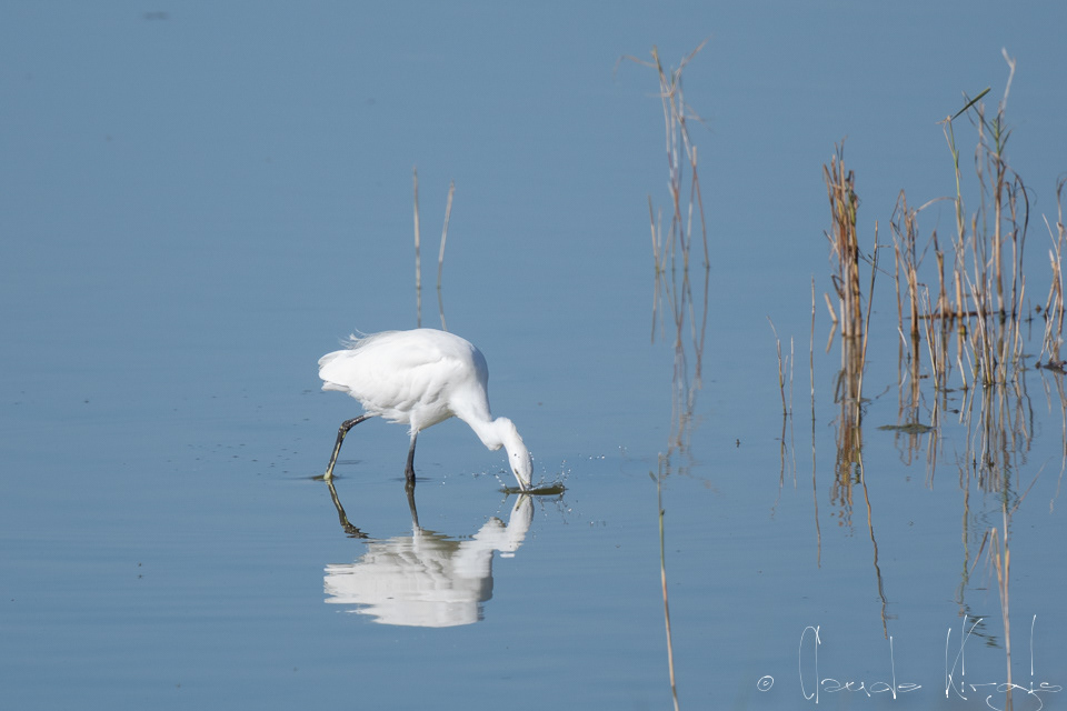 Aigrette garzette (Egretta garzetta)