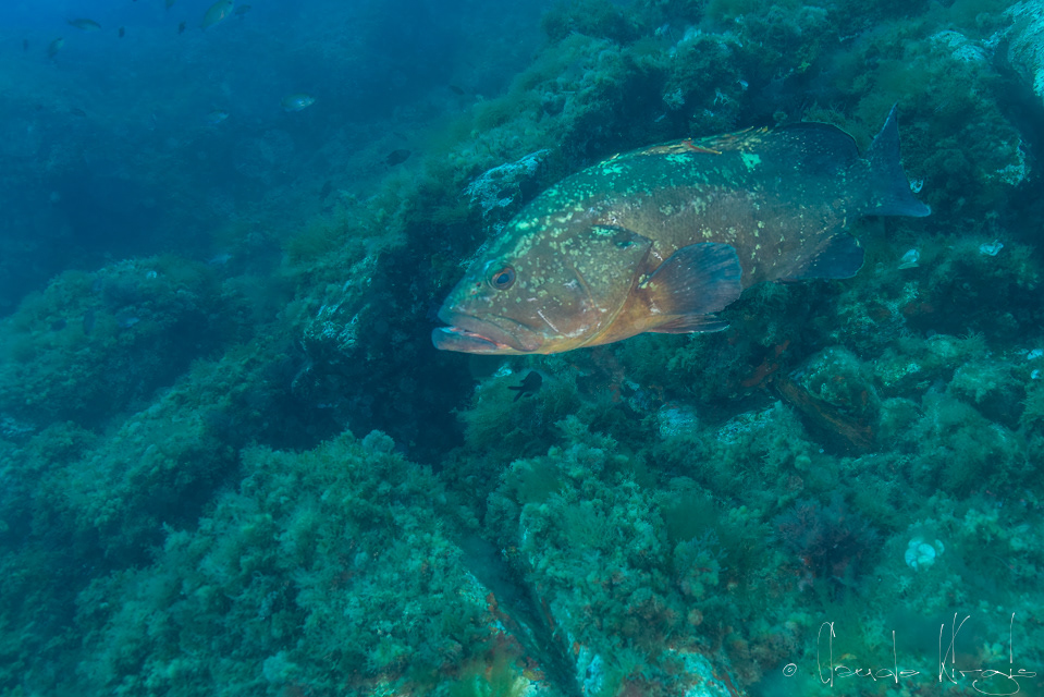 Mérou brun (Epinephelus marginatus)