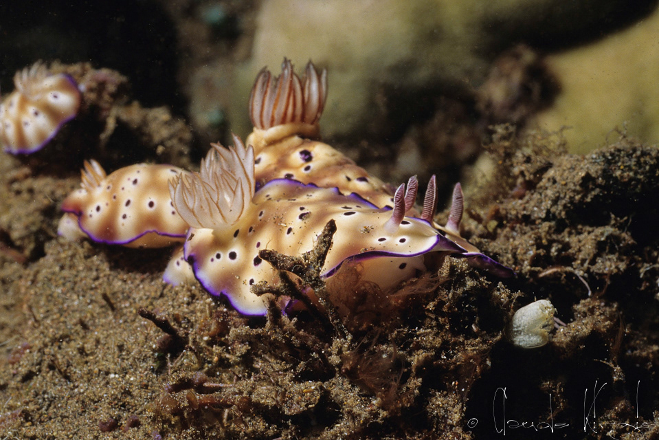Risbecia de Tryon (Risbecia tryoni)