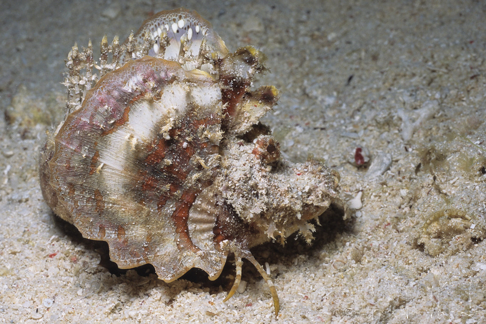 Poisson-Diable (Inimicus didactylus)