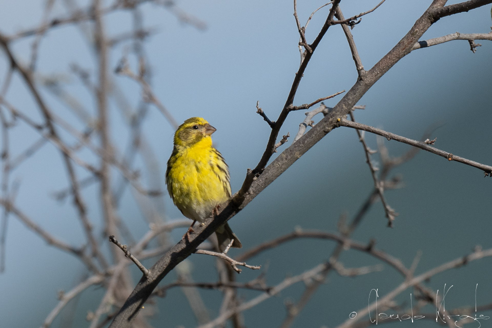 Serin Cini (Serinus serinus)
