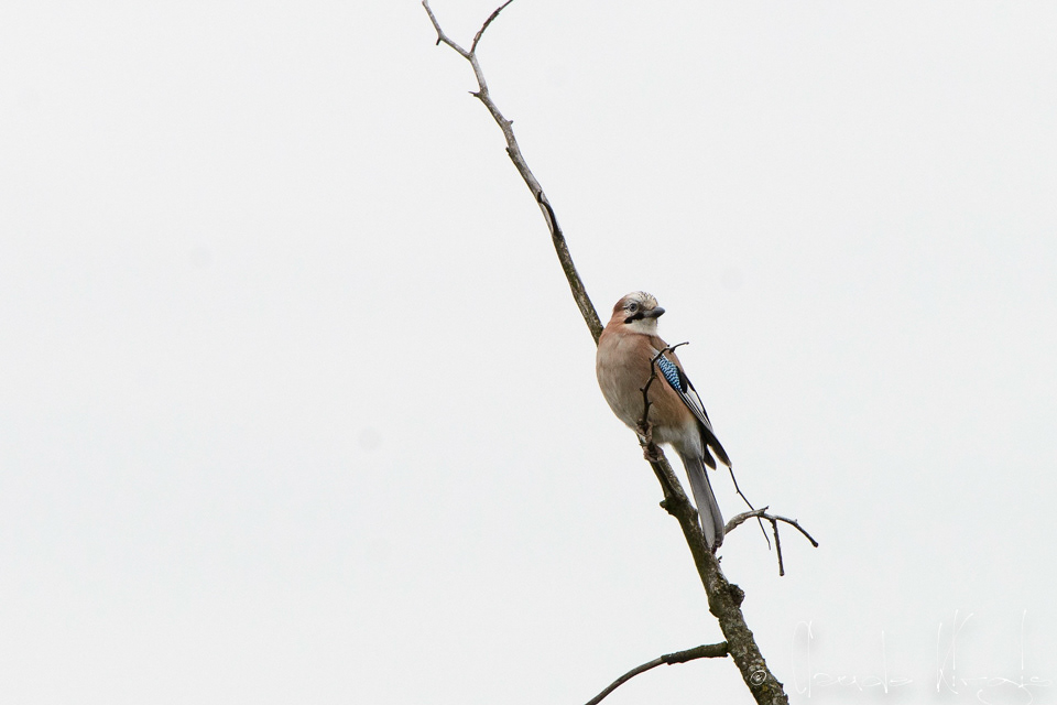 Geai des chênes (Garrulus glandarius)
