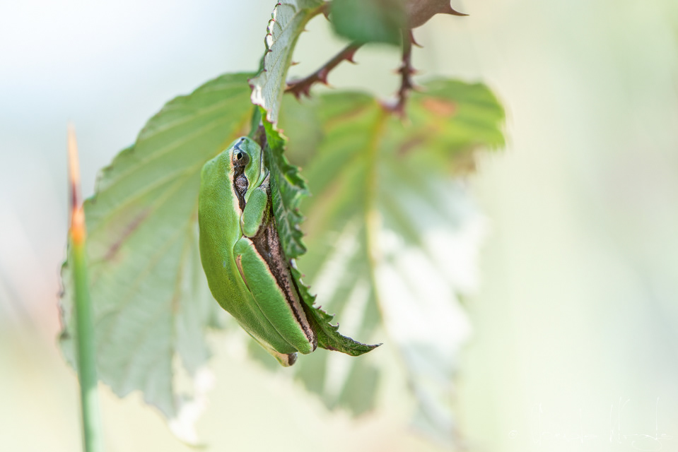 Rainette méridionale (Hyla meridionalis)