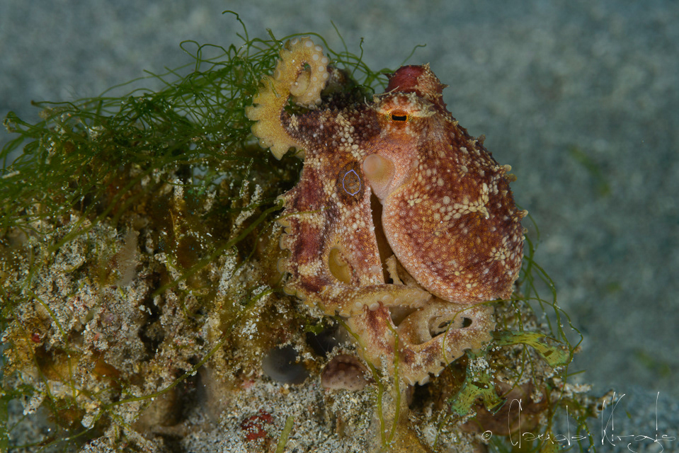Octopus ocellé (Amphioctopus siamenis)