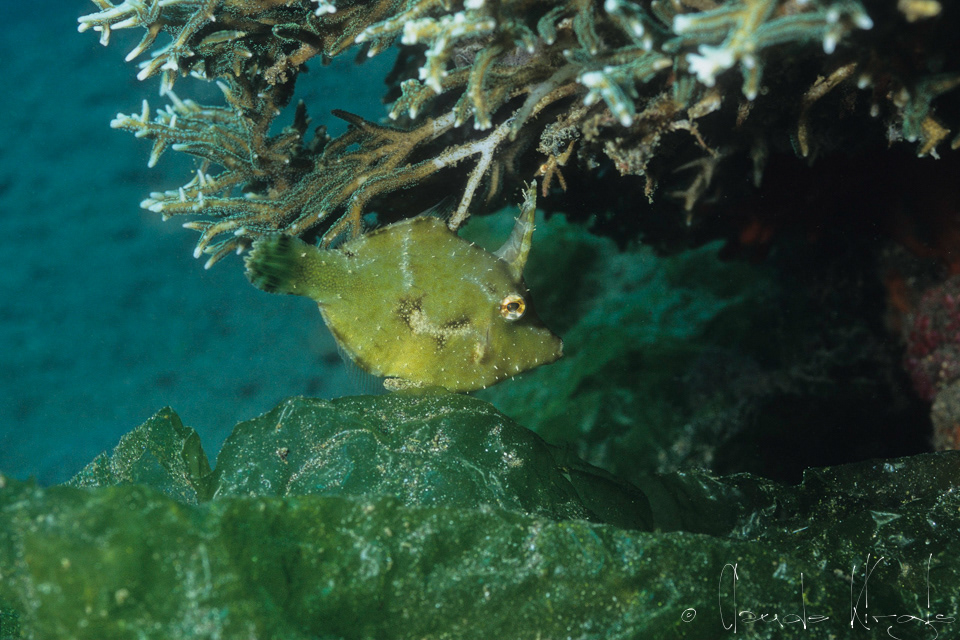 Bourse Diamant (Rudarius excelsus)