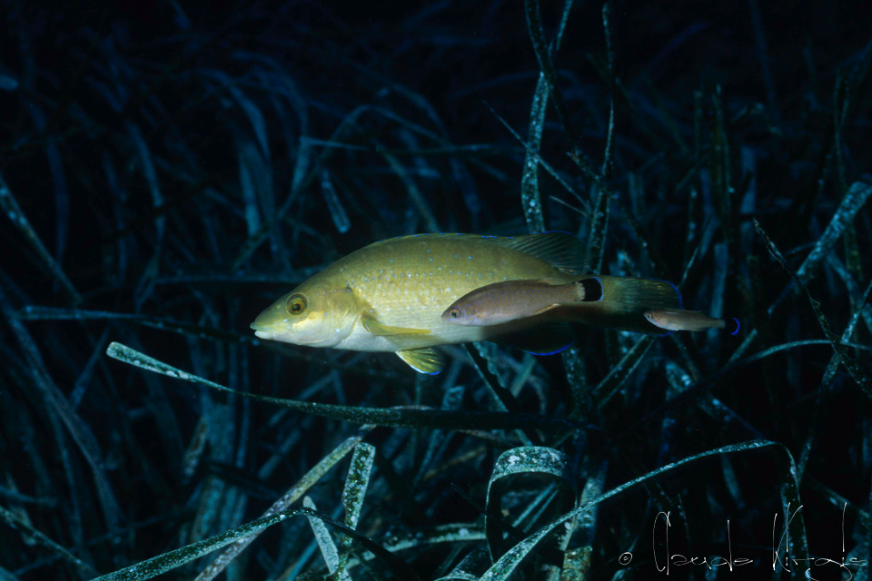 Merle et Crénilabre à queue noire (Labrus merula & Symphodus melanocercus)