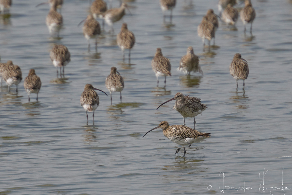Courlis cendré (Numenius arquata)