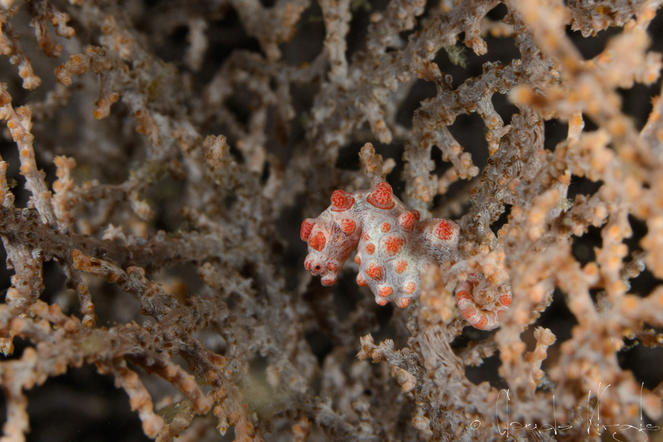 Hippocampe pygmé (Hippocampus bargibanti)