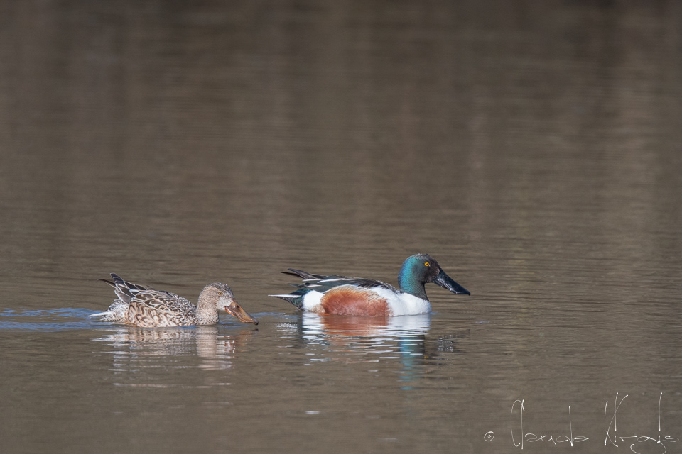 Canard souchet-couple (Anas clypeata)