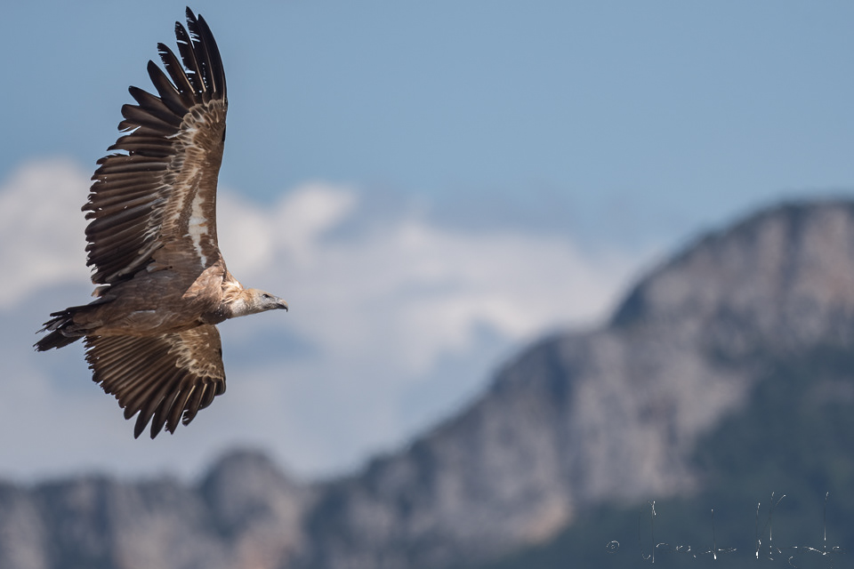 Vautour Fauve (Gyps fulvus)