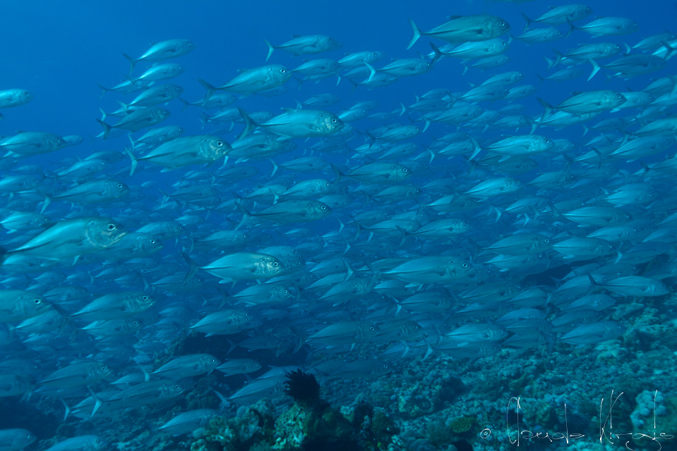 Carangue gros yeux (Caranx sexfasciatus)