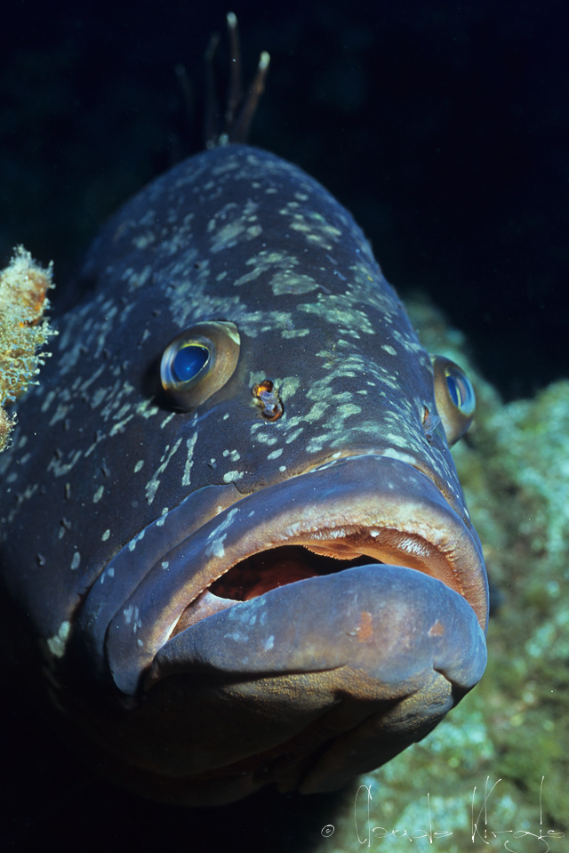 Mérou brun (Epinephelus marginatus)