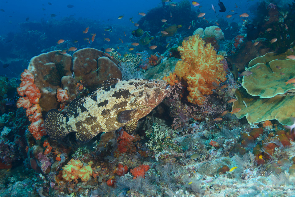 Mérou marbré (Epinephelus fuscoguttatus)