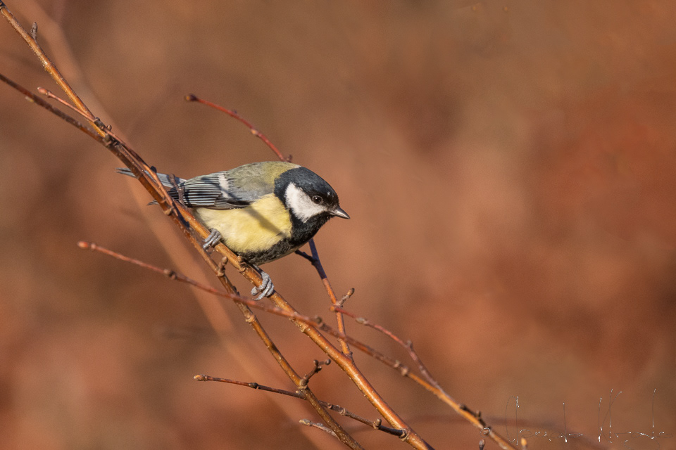 Mésange charbonnière (Parus major)