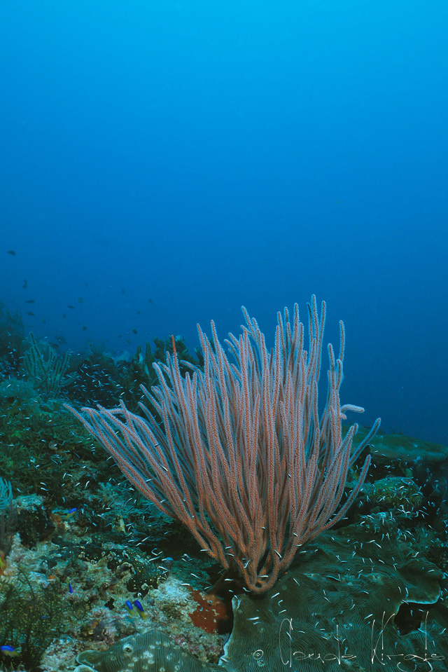 Gorgone-balai orange (Ellisella sp)