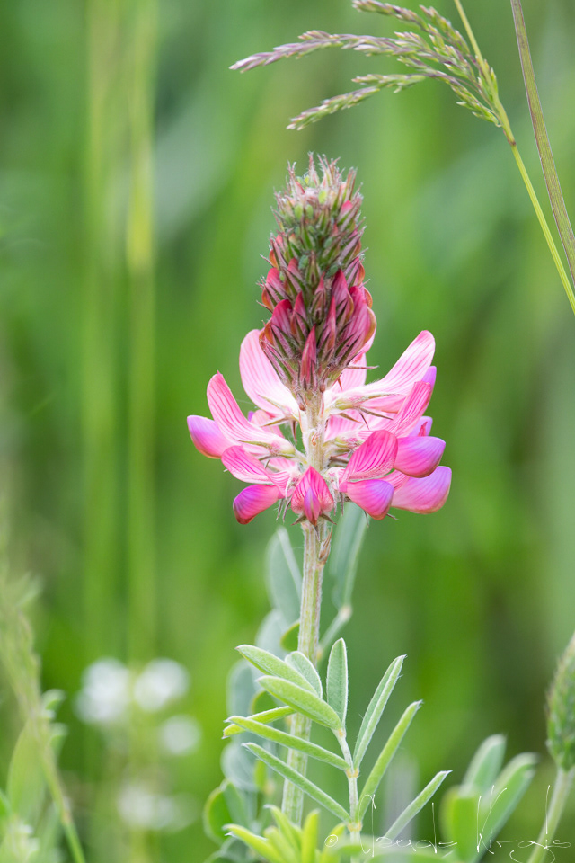Sainfoin cultivé (Onobrychis viciifolia)
