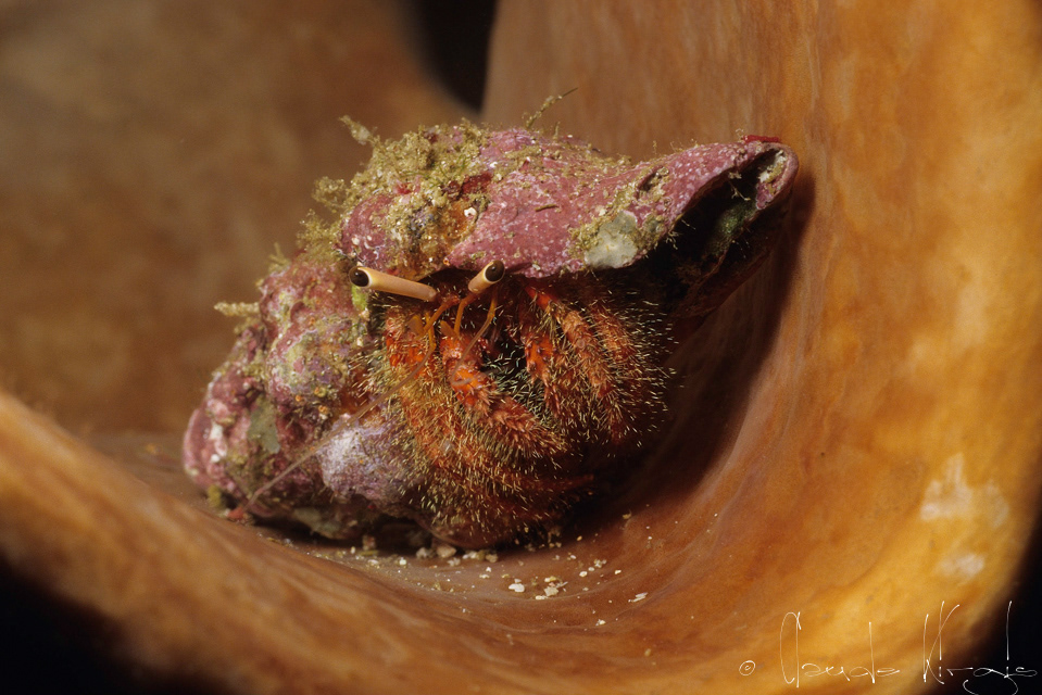 Bernard l'ermite rouge poilu (Dardanus lagopodes)
