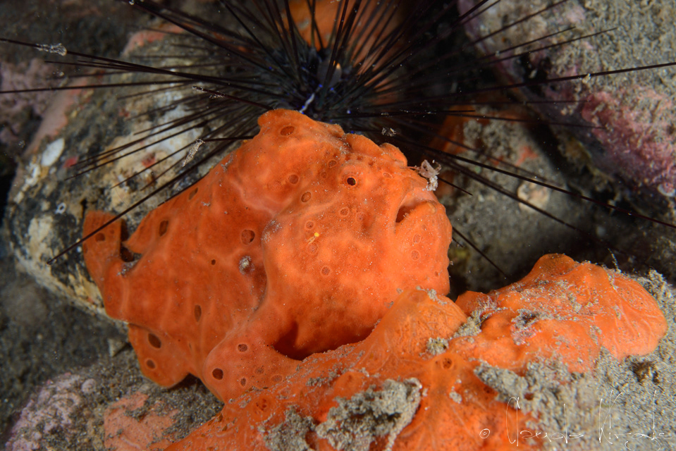 Antennaire peint (Antennarius pictus)